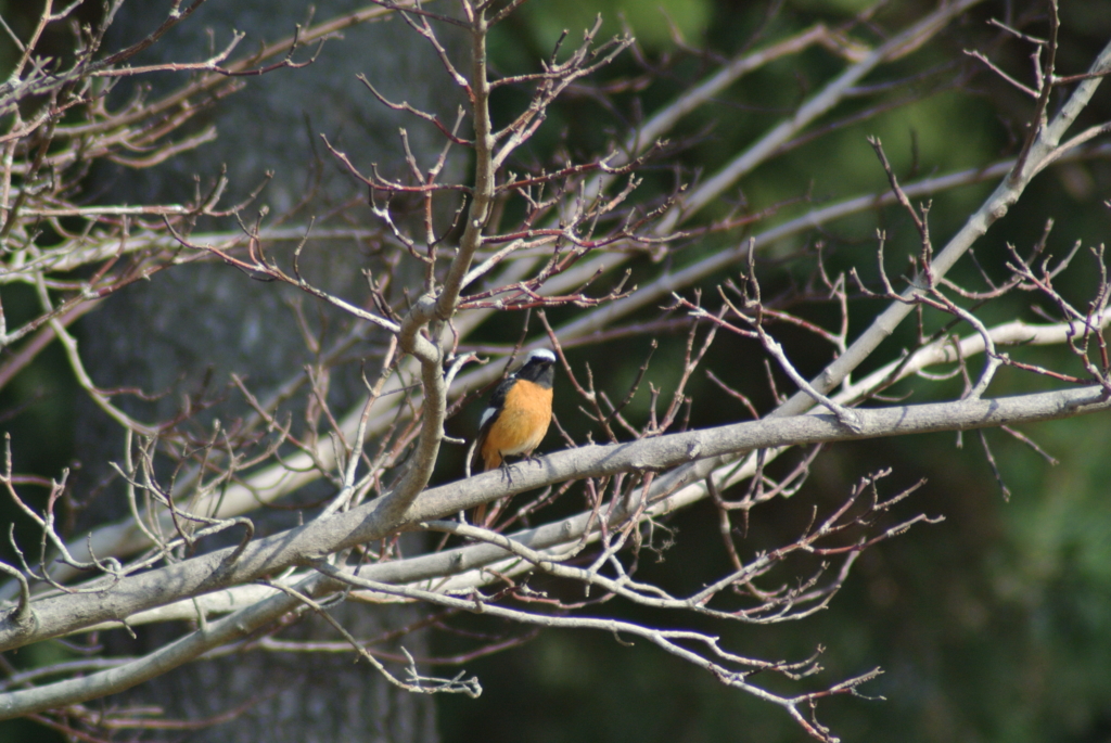 f:id:doshiroutobirder:20170327175719j:plain f:id:doshiroutobirder:20170327175719j:plain