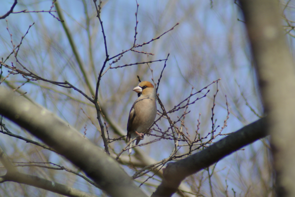 f:id:doshiroutobirder:20170327180103j:plain f:id:doshiroutobirder:20170327180103j:plain