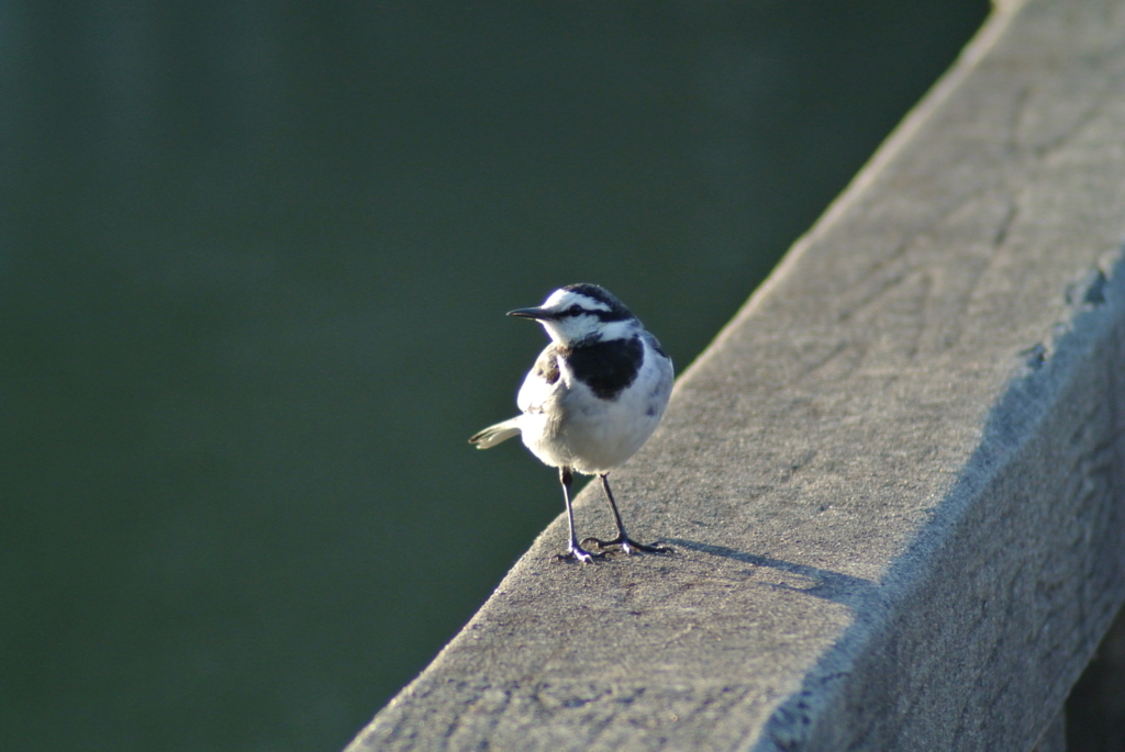 f:id:doshiroutobirder:20170327180601j:plain f:id:doshiroutobirder:20170327180601j:plain