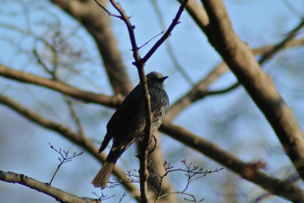 f:id:doshiroutobirder:20170327180803j:plain f:id:doshiroutobirder:20170327180803j:plain