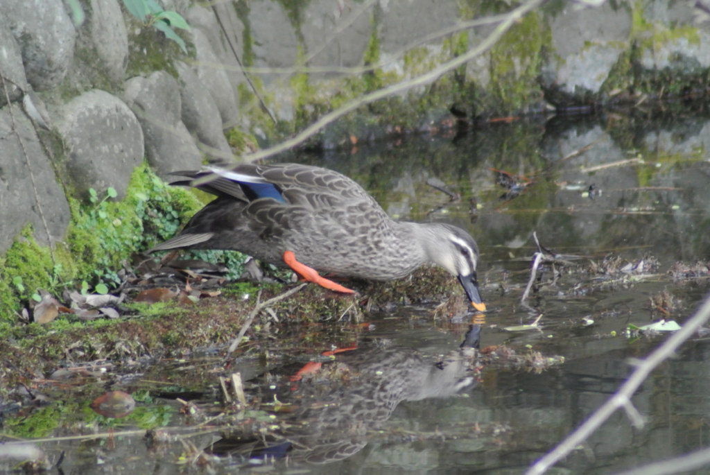 f:id:doshiroutobirder:20170327181145j:plain f:id:doshiroutobirder:20170327181145j:plain
