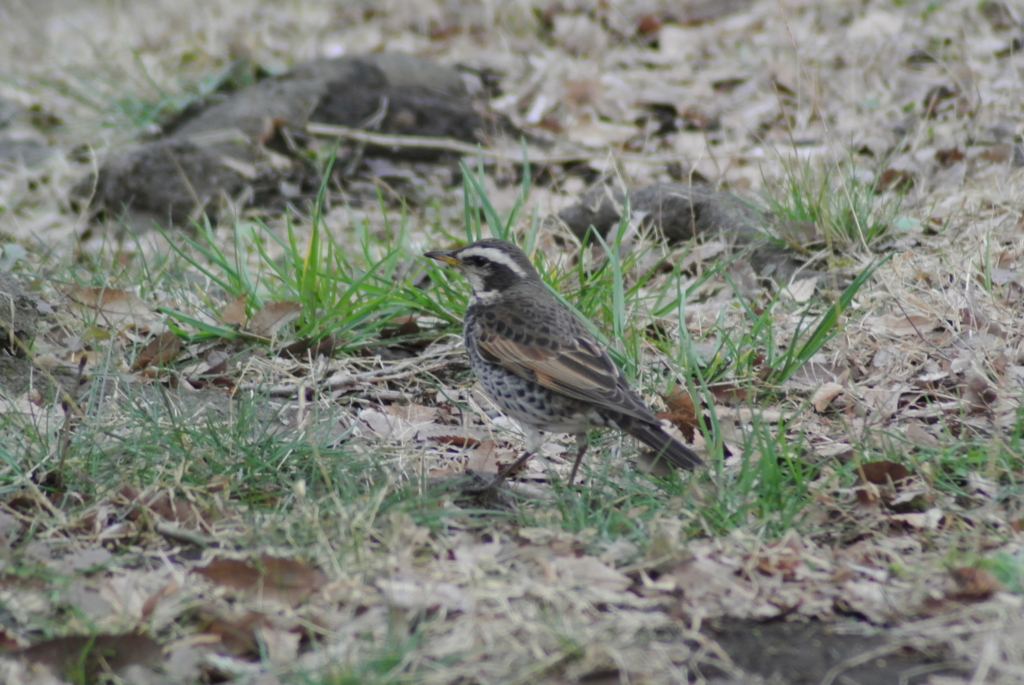f:id:doshiroutobirder:20170327181640j:plain f:id:doshiroutobirder:20170327181640j:plain