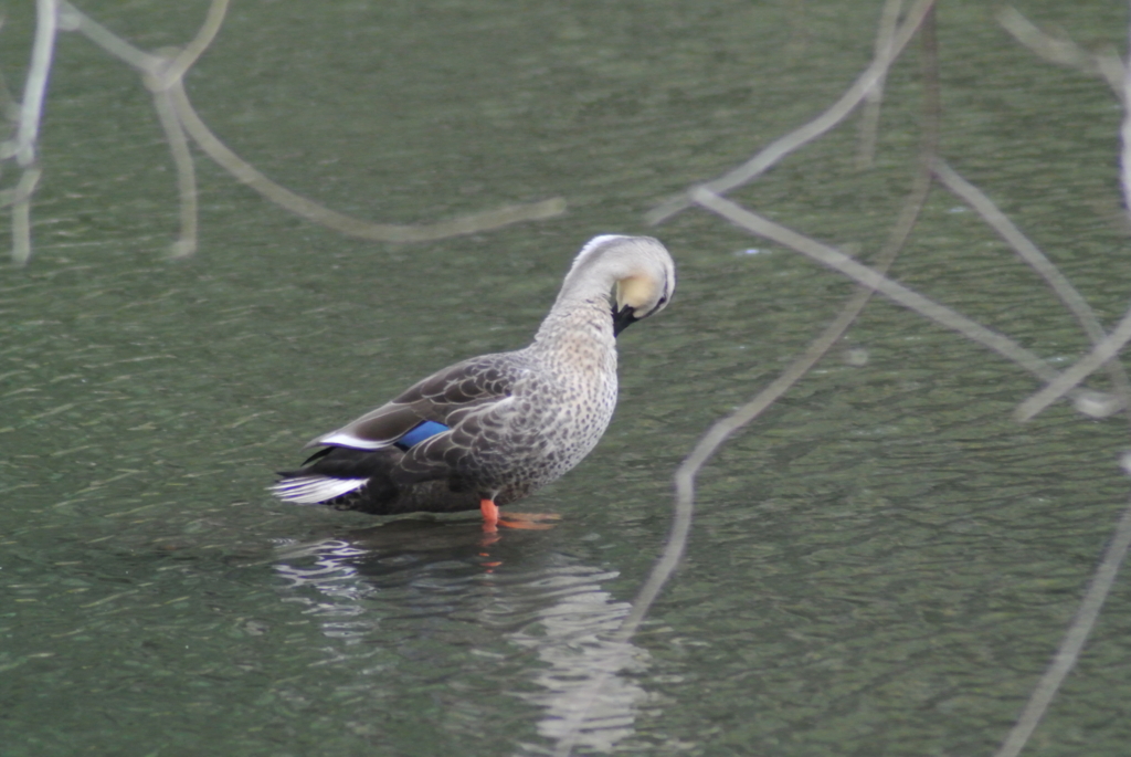 f:id:doshiroutobirder:20170327181921j:plain f:id:doshiroutobirder:20170327181921j:plain