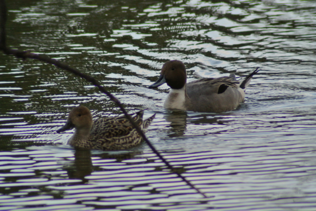 f:id:doshiroutobirder:20170327182116j:plain f:id:doshiroutobirder:20170327182116j:plain