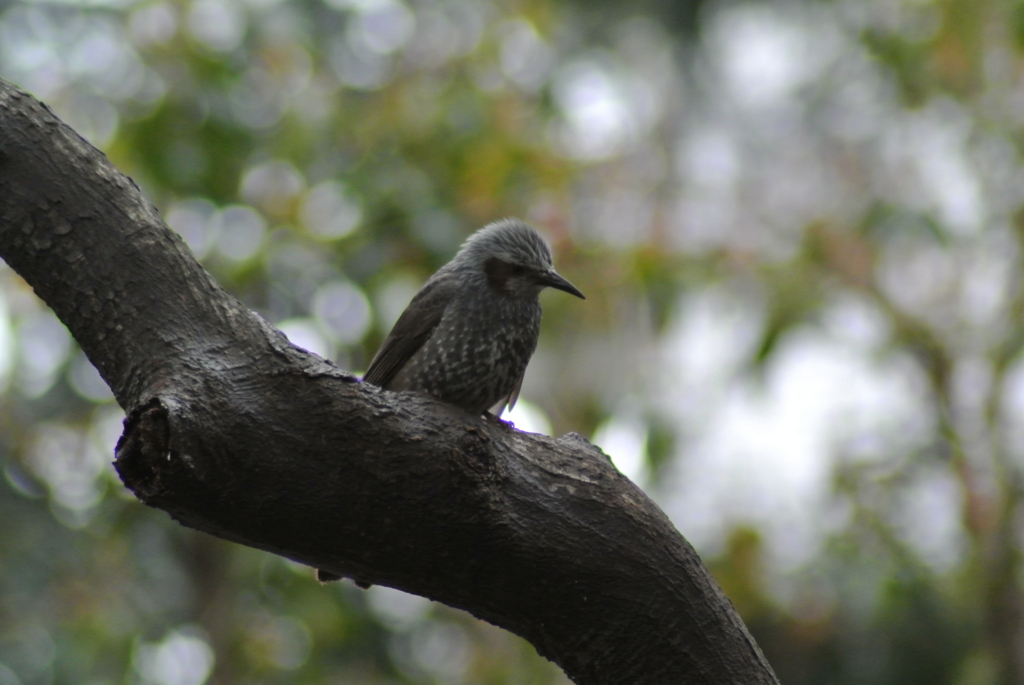 f:id:doshiroutobirder:20170327182349j:plain f:id:doshiroutobirder:20170327182349j:plain