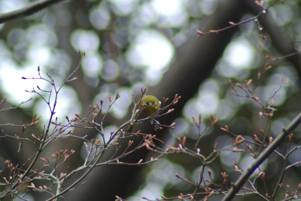 f:id:doshiroutobirder:20170327182601j:plain f:id:doshiroutobirder:20170327182601j:plain