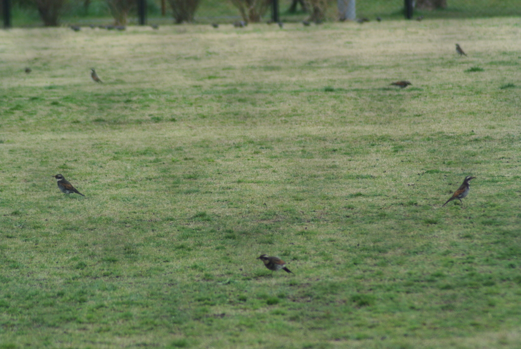 f:id:doshiroutobirder:20170327182931j:plain f:id:doshiroutobirder:20170327182931j:plain