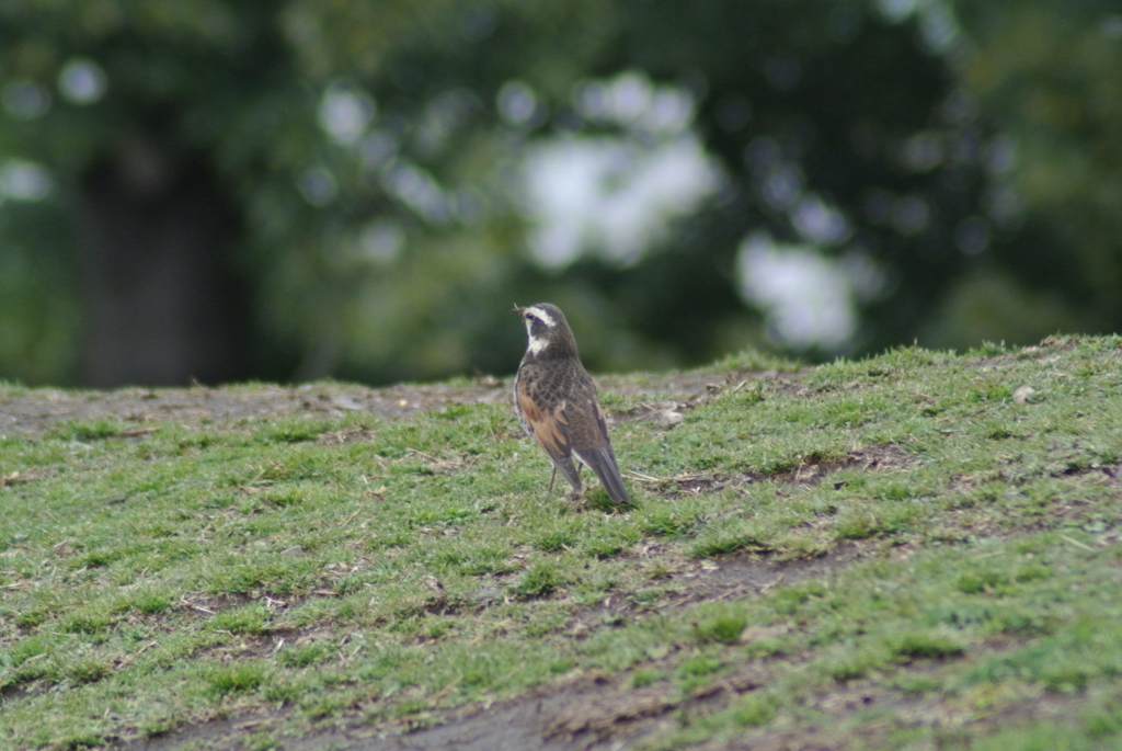 f:id:doshiroutobirder:20170327183012j:plain f:id:doshiroutobirder:20170327183012j:plain