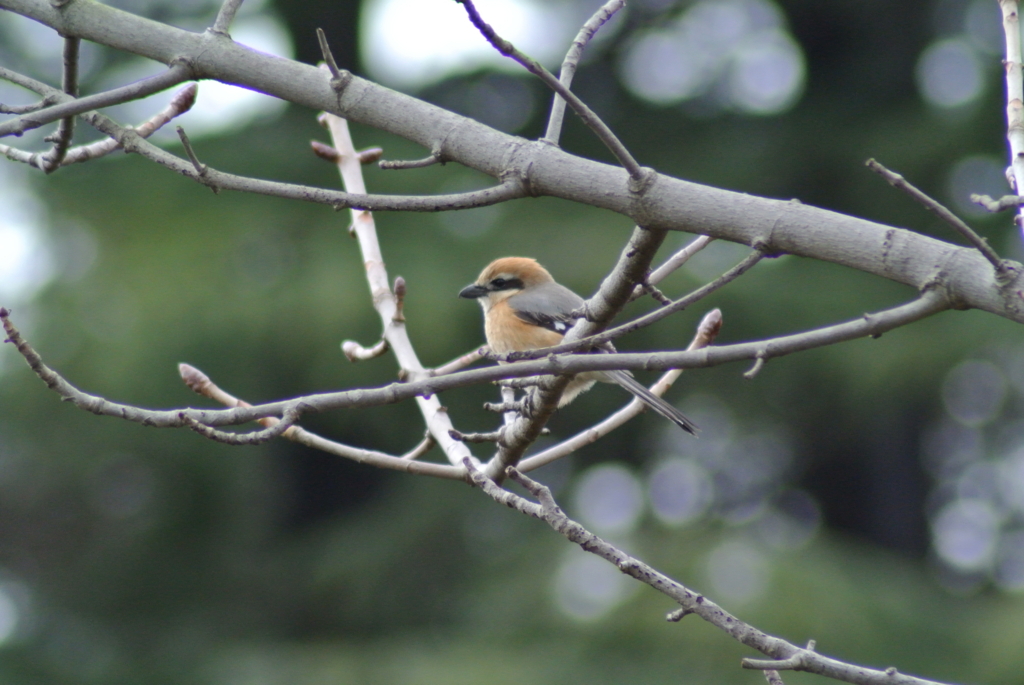 f:id:doshiroutobirder:20170327183220j:plain f:id:doshiroutobirder:20170327183220j:plain