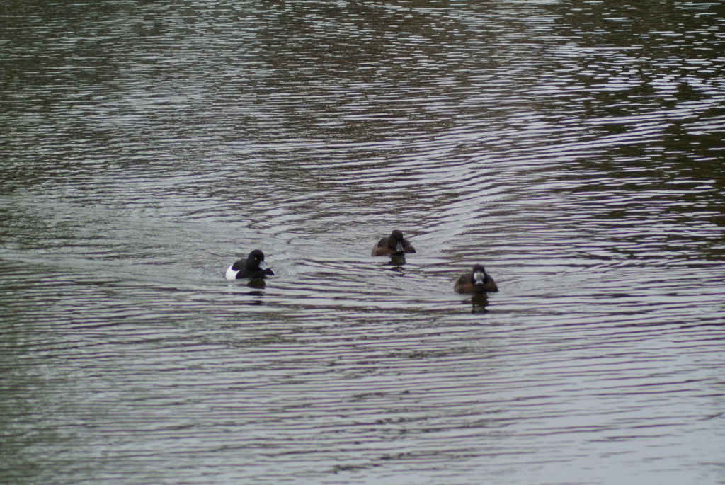 f:id:doshiroutobirder:20170327183442j:plain f:id:doshiroutobirder:20170327183442j:plain