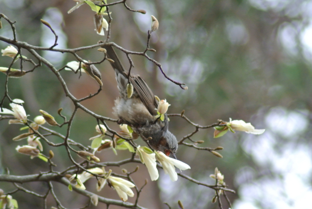 f:id:doshiroutobirder:20170327183630j:plain f:id:doshiroutobirder:20170327183630j:plain