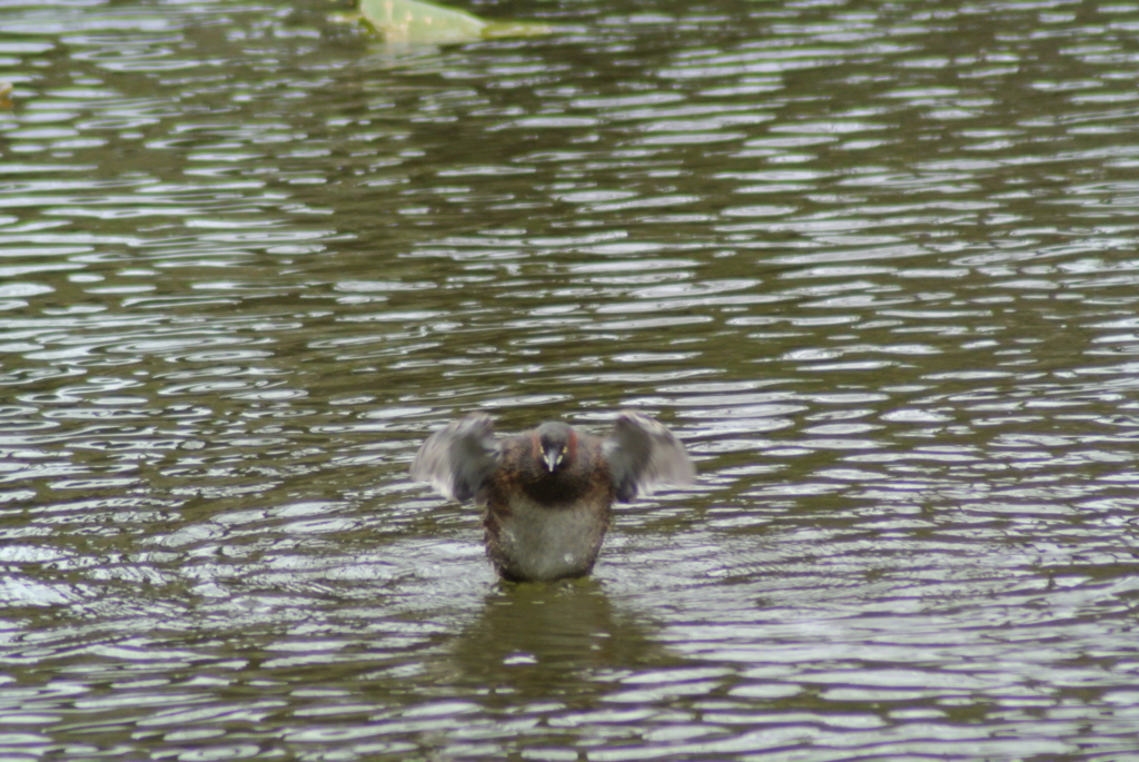 f:id:doshiroutobirder:20170327183914j:plain f:id:doshiroutobirder:20170327183914j:plain