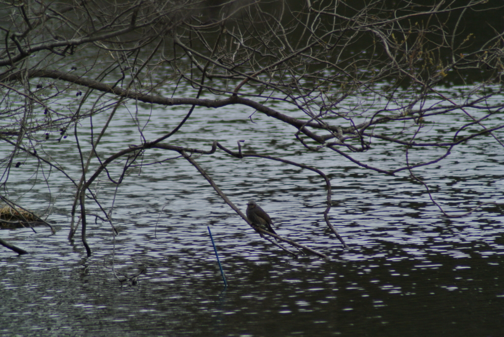 f:id:doshiroutobirder:20170327184024j:plain f:id:doshiroutobirder:20170327184024j:plain