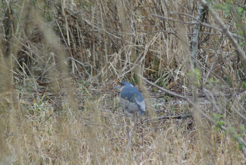 f:id:doshiroutobirder:20170327184151j:plain f:id:doshiroutobirder:20170327184151j:plain