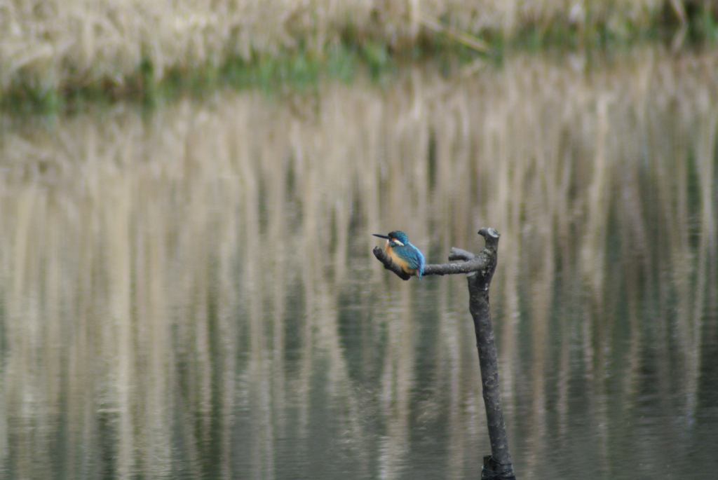 f:id:doshiroutobirder:20170327184710j:plain f:id:doshiroutobirder:20170327184710j:plain