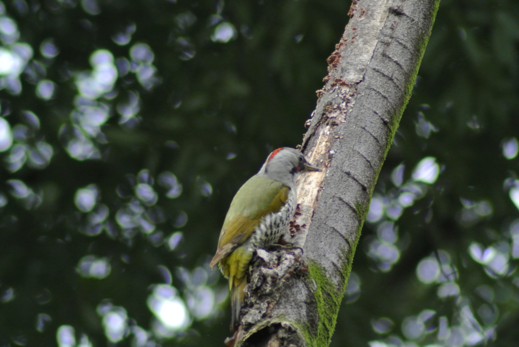 f:id:doshiroutobirder:20170327194455j:plain f:id:doshiroutobirder:20170327194455j:plain