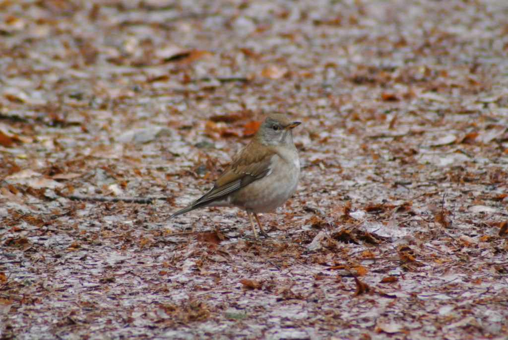 f:id:doshiroutobirder:20170327194735j:plain f:id:doshiroutobirder:20170327194735j:plain