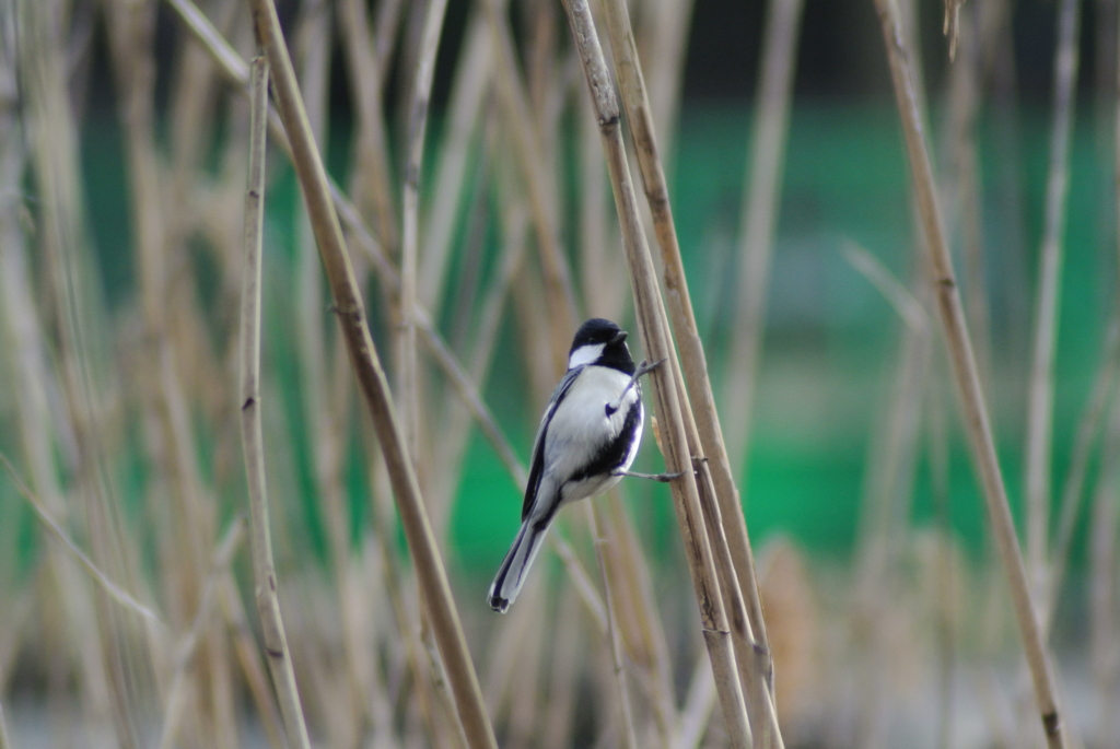 f:id:doshiroutobirder:20170327194917j:plain f:id:doshiroutobirder:20170327194917j:plain