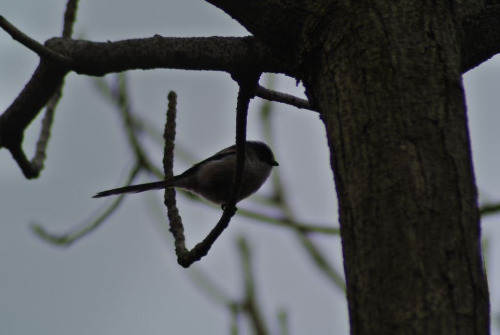 f:id:doshiroutobirder:20170327195040j:plain f:id:doshiroutobirder:20170327195040j:plain