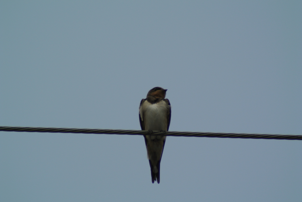 f:id:doshiroutobirder:20170712175243j:plain