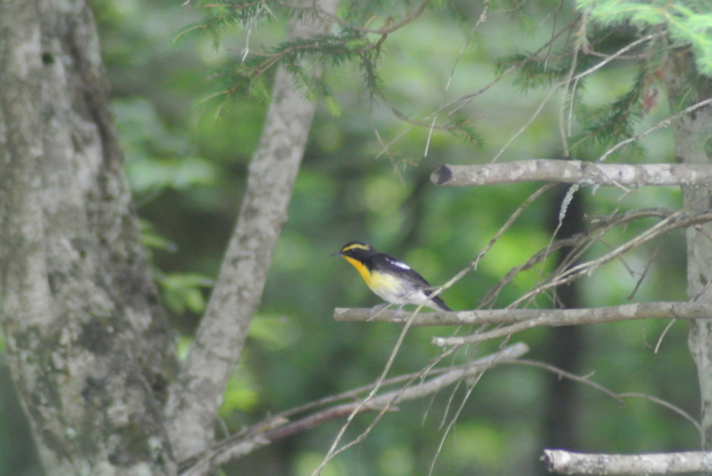 f:id:doshiroutobirder:20170712175402j:plain