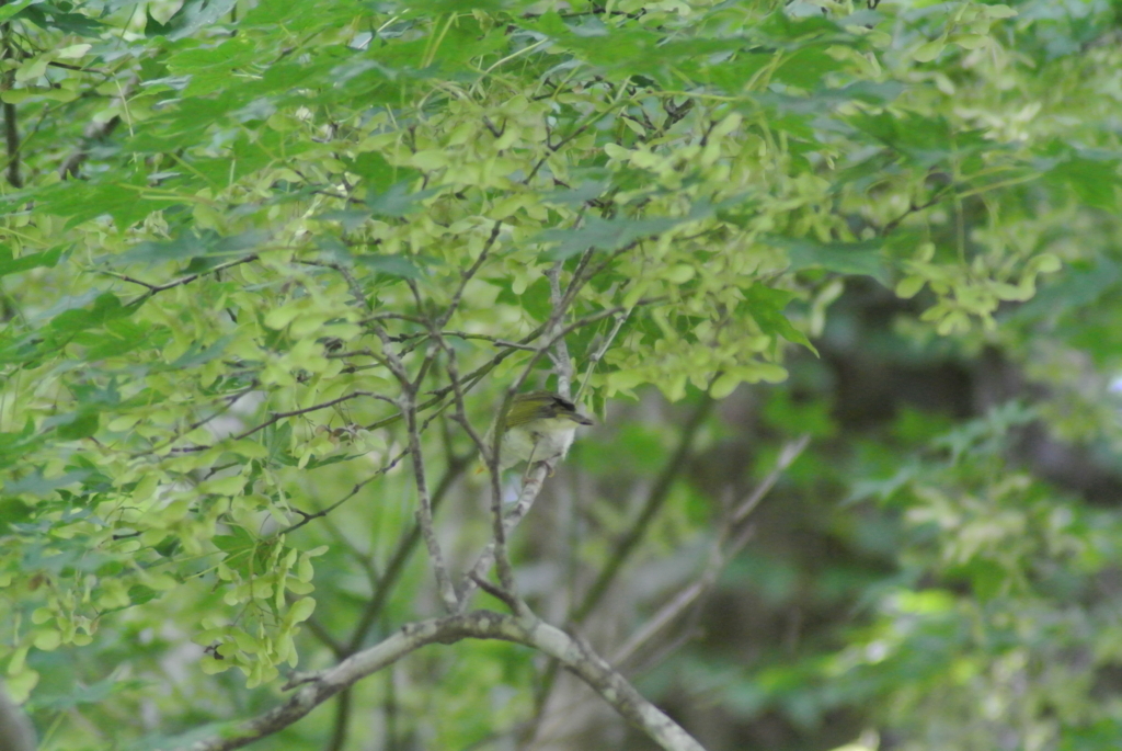 f:id:doshiroutobirder:20170712175529j:plain