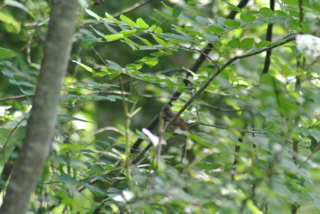 f:id:doshiroutobirder:20170712175613j:plain