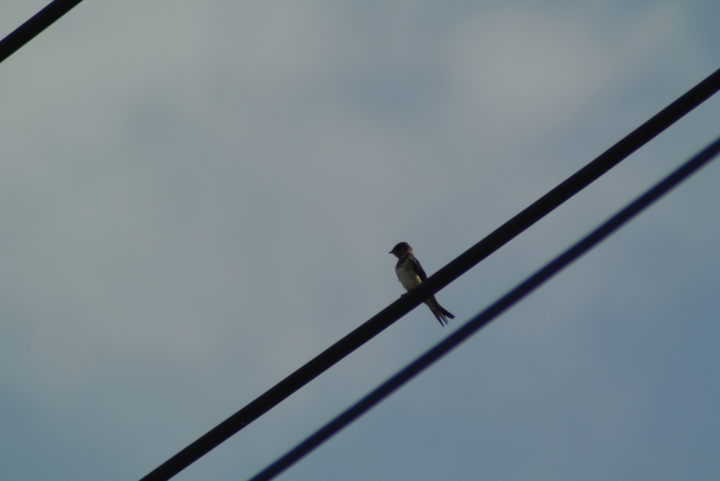 f:id:doshiroutobirder:20170712180347j:plain