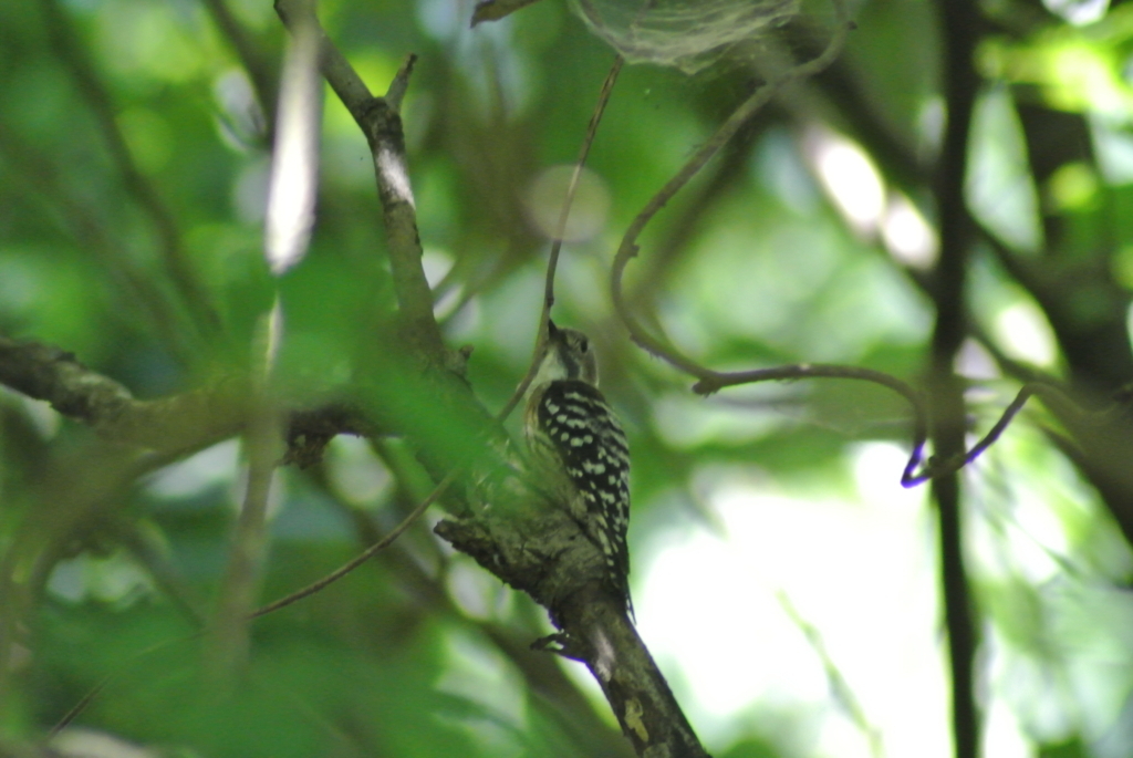 f:id:doshiroutobirder:20170712191710j:plain