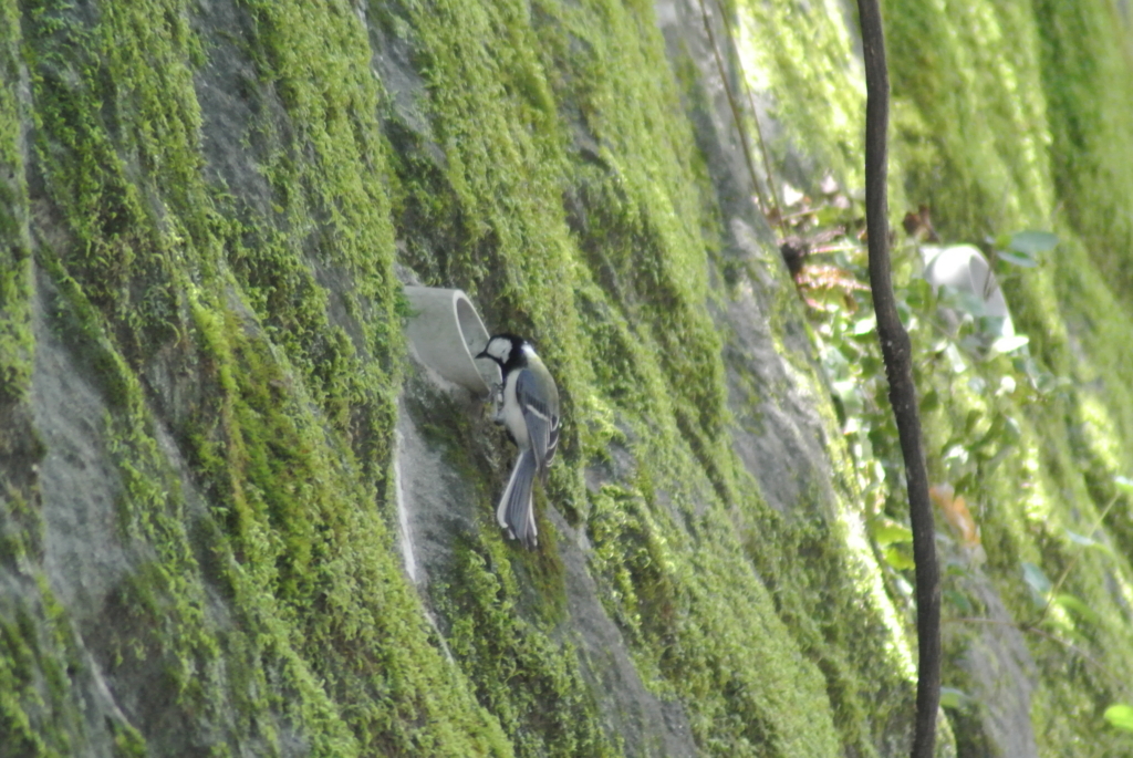 f:id:doshiroutobirder:20170712191828j:plain