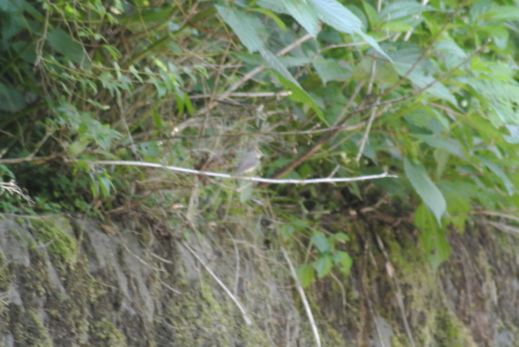 f:id:doshiroutobirder:20170712191930j:plain