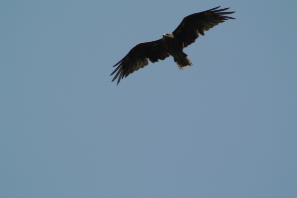 f:id:doshiroutobirder:20170712192203j:plain