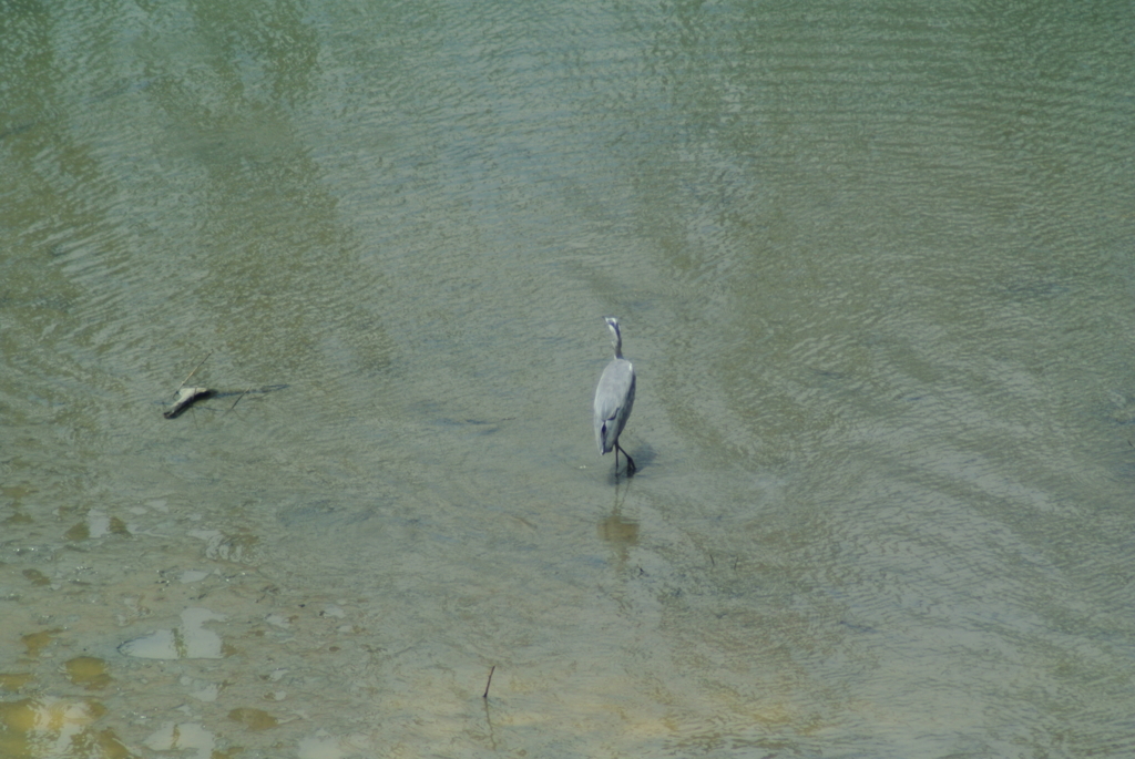 f:id:doshiroutobirder:20170712192409j:plain