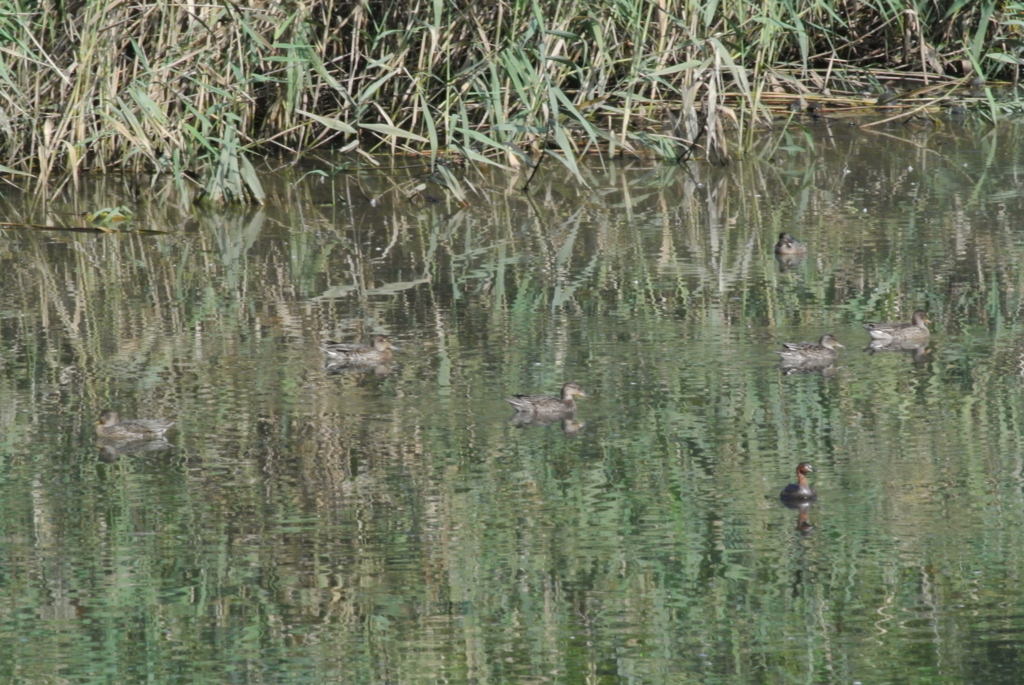 f:id:doshiroutobirder:20170924214411j:plain