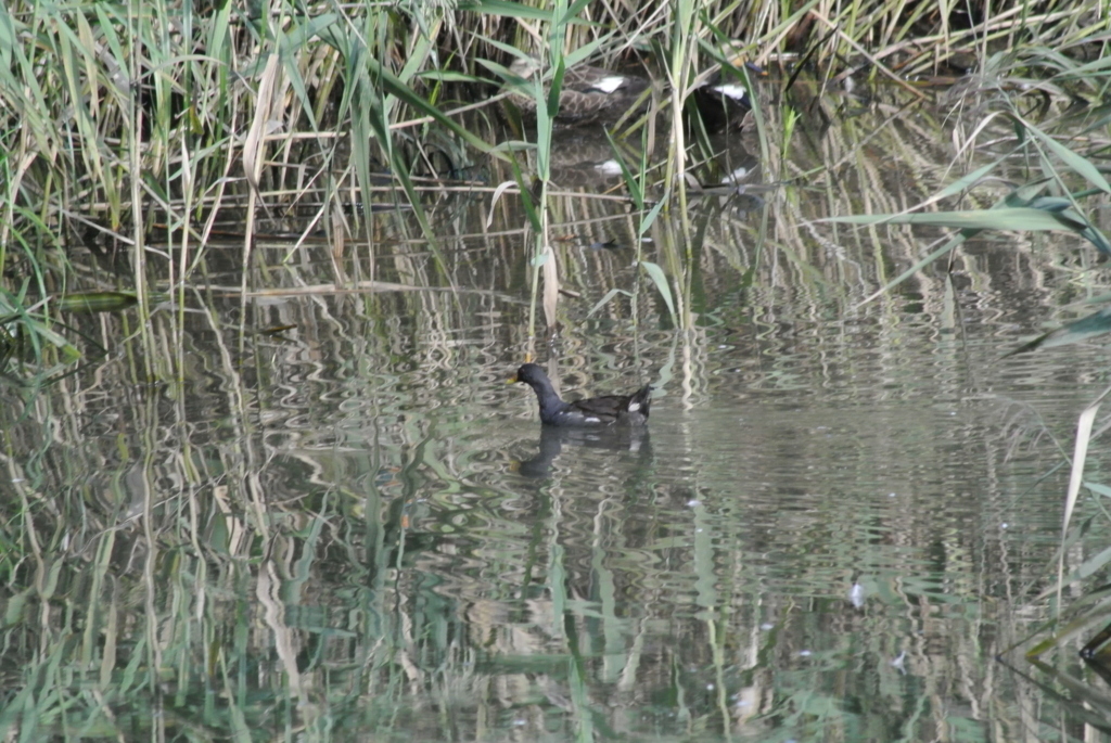 f:id:doshiroutobirder:20170924214655j:plain