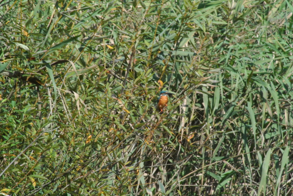 f:id:doshiroutobirder:20170924214847j:plain