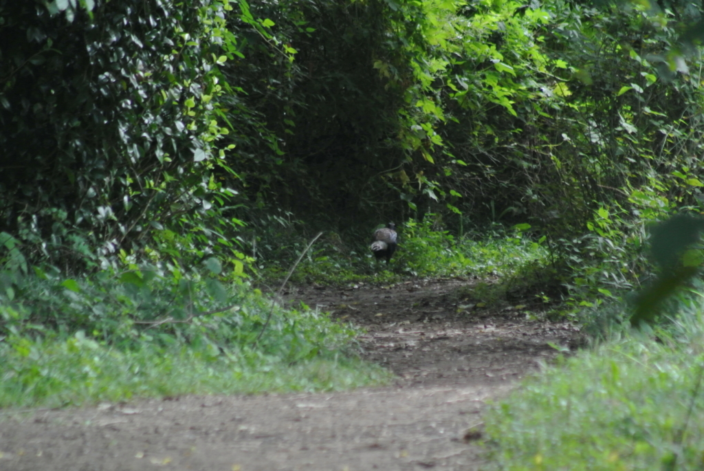 f:id:doshiroutobirder:20170924215141j:plain