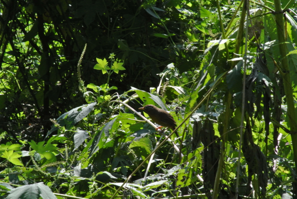 f:id:doshiroutobirder:20170924215541j:plain