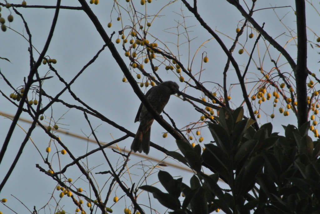 f:id:doshiroutobirder:20171117185755j:plain