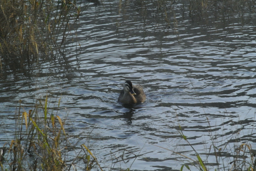 f:id:doshiroutobirder:20171117185925j:plain