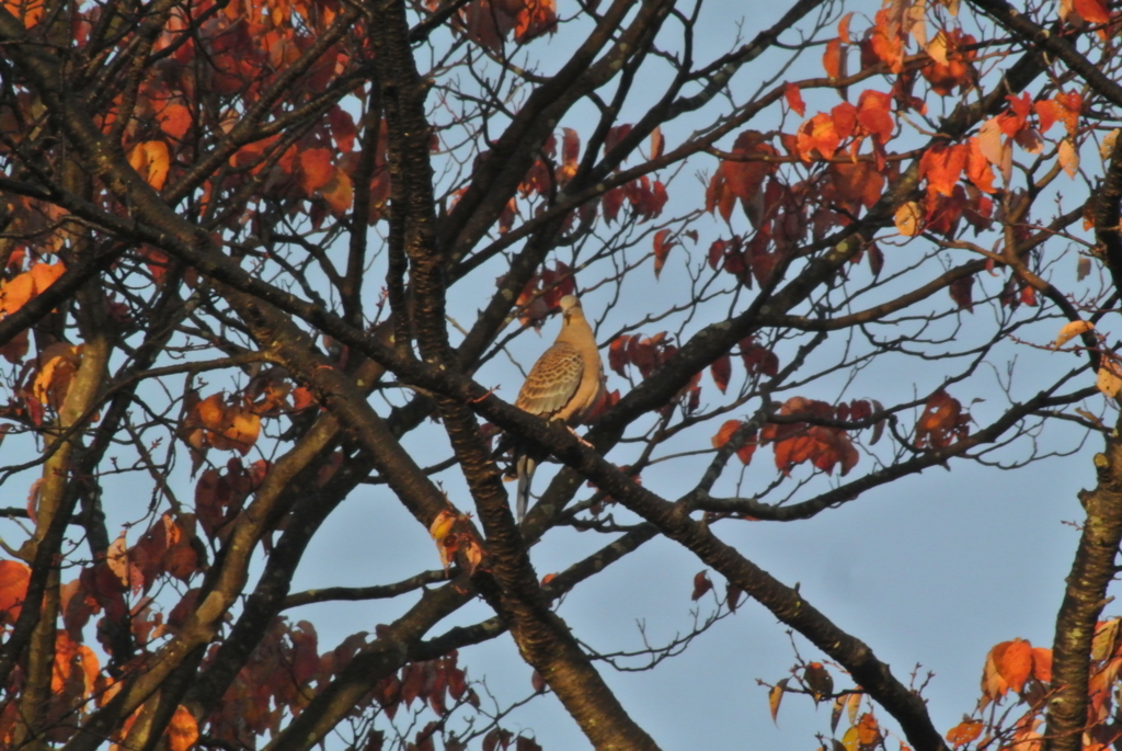 f:id:doshiroutobirder:20171117190036j:plain