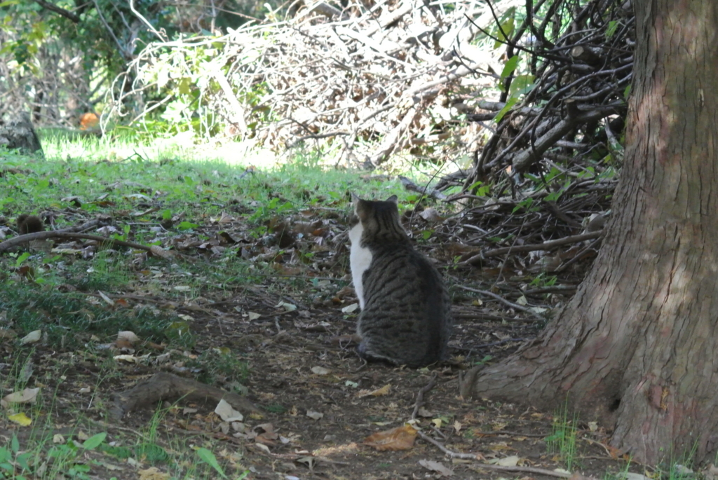 f:id:doshiroutobirder:20171117190359j:plain