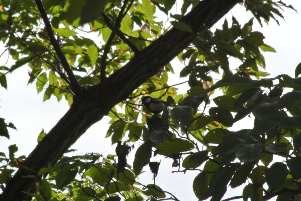 f:id:doshiroutobirder:20171117190641j:plain