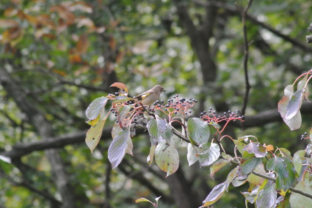 f:id:doshiroutobirder:20171117190848j:plain