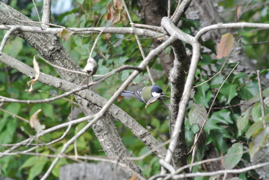 f:id:doshiroutobirder:20171117191035j:plain