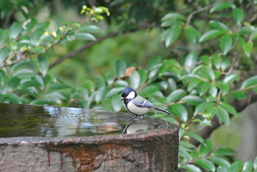 f:id:doshiroutobirder:20171117191247j:plain