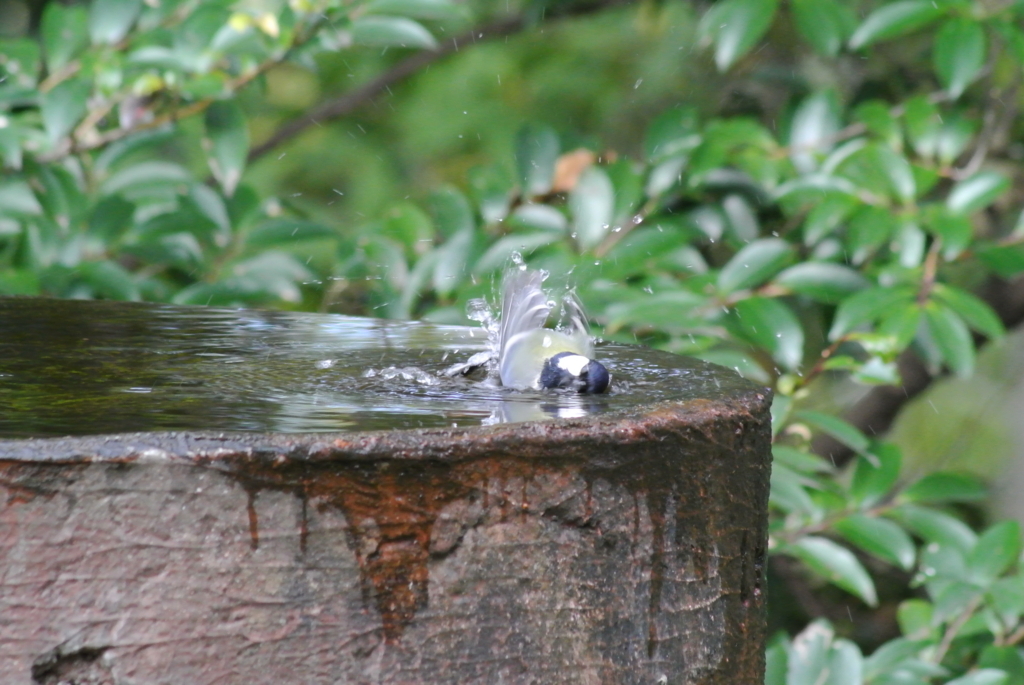 f:id:doshiroutobirder:20171117191334j:plain