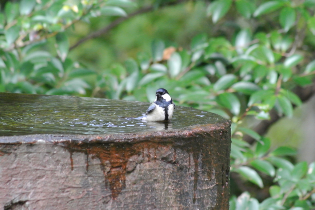 f:id:doshiroutobirder:20171117191452j:plain