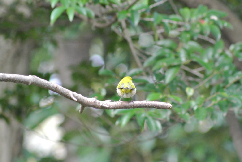 f:id:doshiroutobirder:20171117191553j:plain