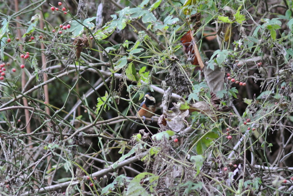 f:id:doshiroutobirder:20171117191849j:plain